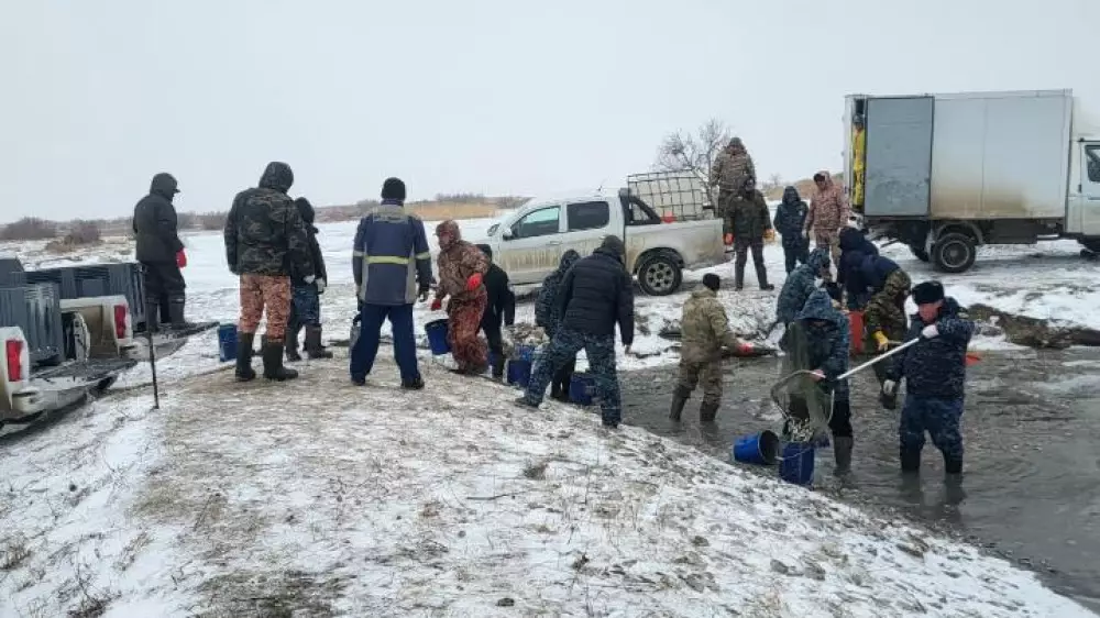 Массовая гибель рыбы в Атырауской области: молодь перевозят в реку Жайык