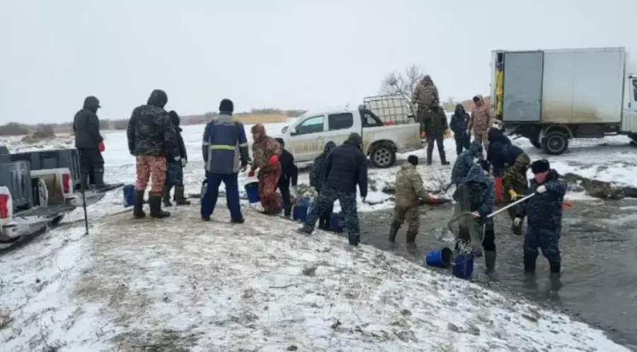 Атырау облысында балықтың жаппай қырылуы: тірі қалған шабақтарды Жайық өзеніне көшіріп жатыр