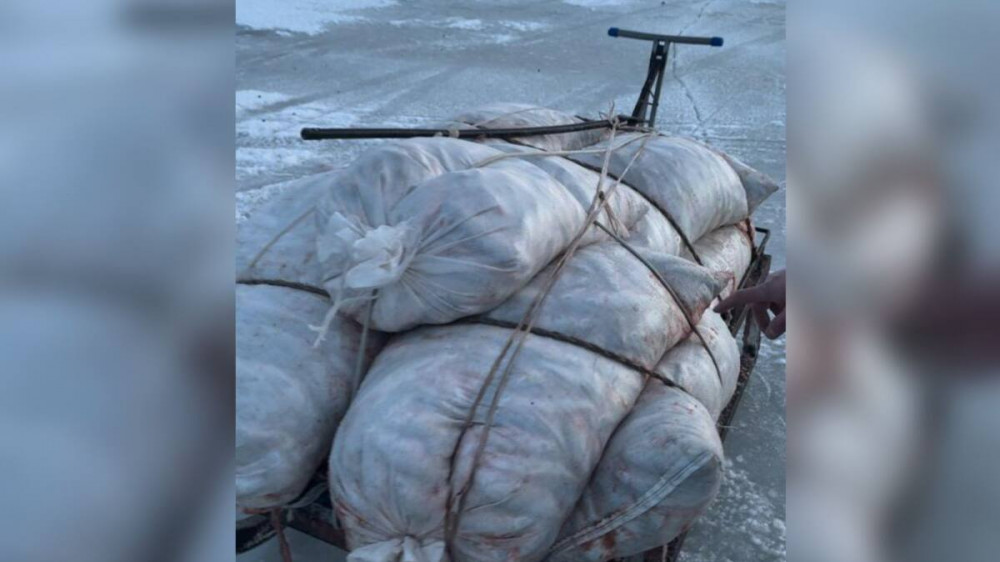 Биологические каспийского моря