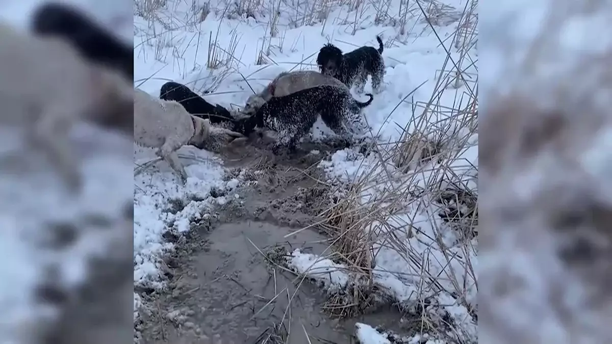 Жамбыл облысында шибөрілер екі есе көбейіп кетті