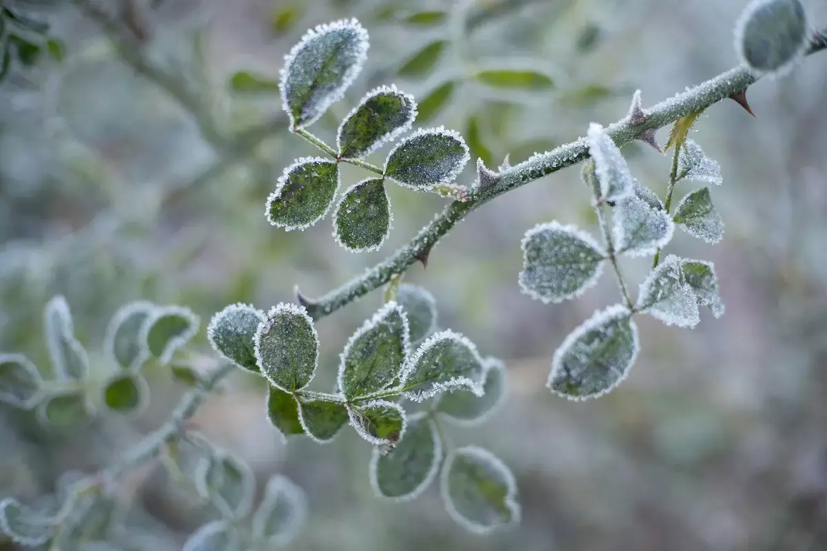 -20 градус аяз: Бірнеше өңірде дауылды ескерту жарияланды