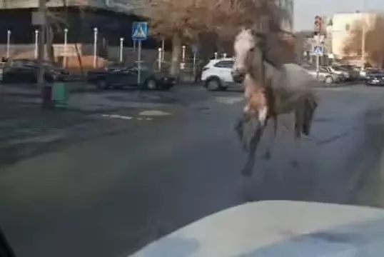 В Семее лошадь сбила женщину на пешеходном переходе