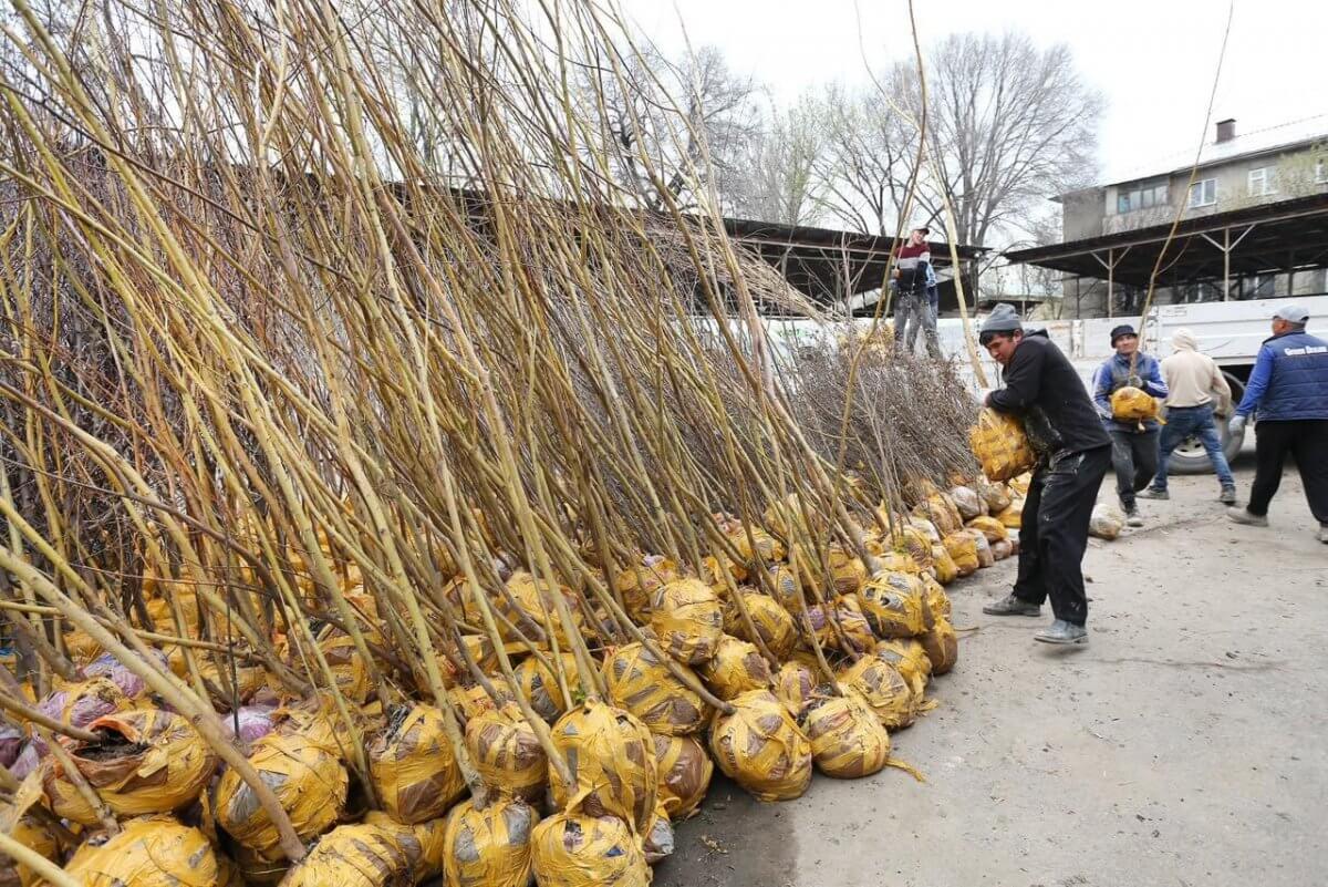 Алматыда көгалдандыру үшін тегін көшеттер таратылады: акцияға қалай қатысуға болады