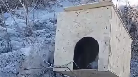 "Асқан қатыгездікпен азаптаған". Күшікті қорлағандардың әрекеті желідегі жұртты шошытты