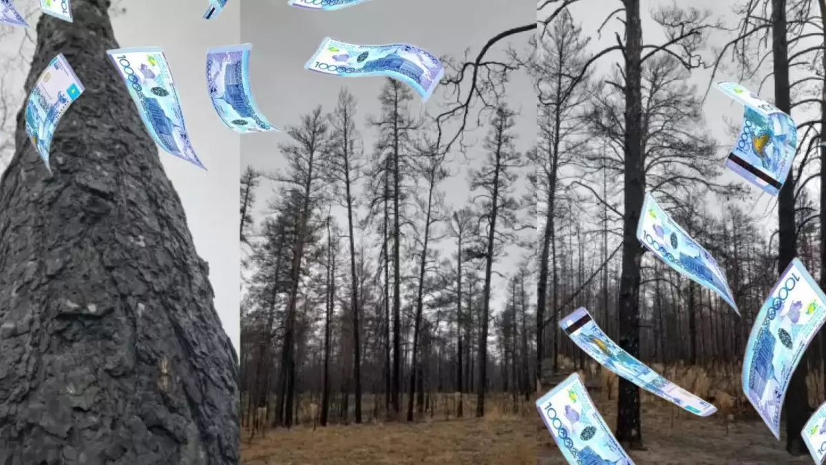 «Семей орманының» өртенген қалың қарағайын сатып жатыр: Қанша түсті? Қайда жұмсалды?
