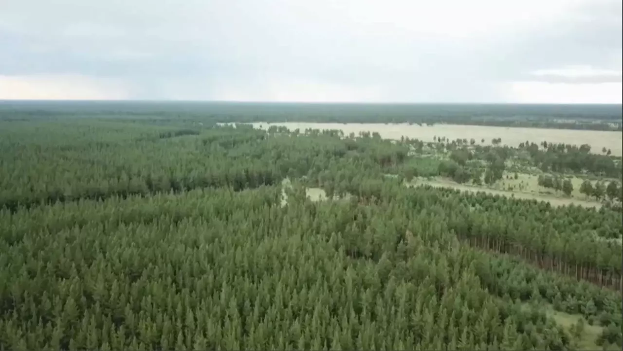 Жыл басынан бері 34 орман өрті тіркелді