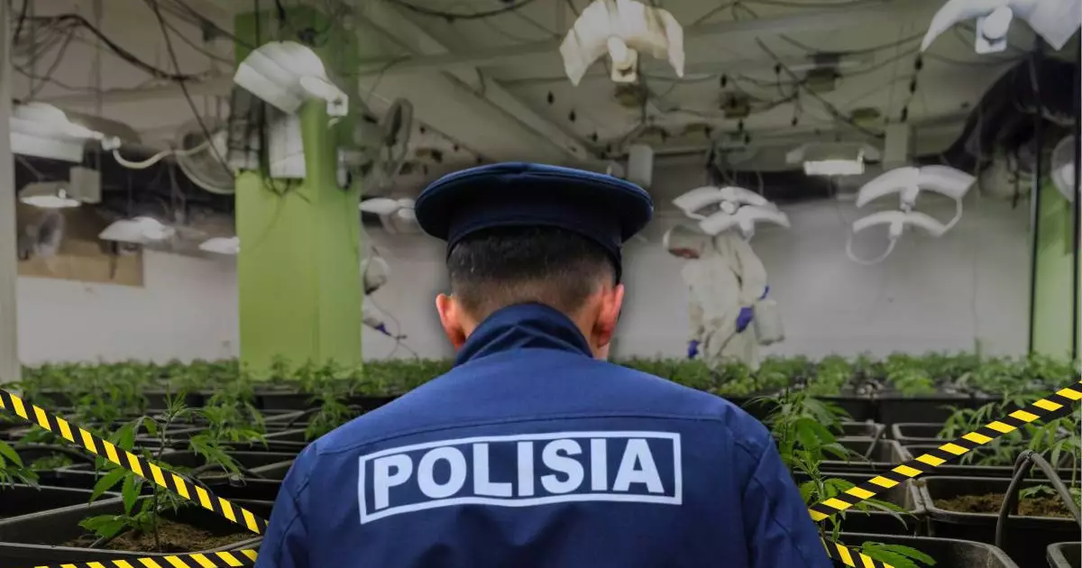   Жасырын зертханада ірі көлемде есірткі өсірген күдікті ұсталды   