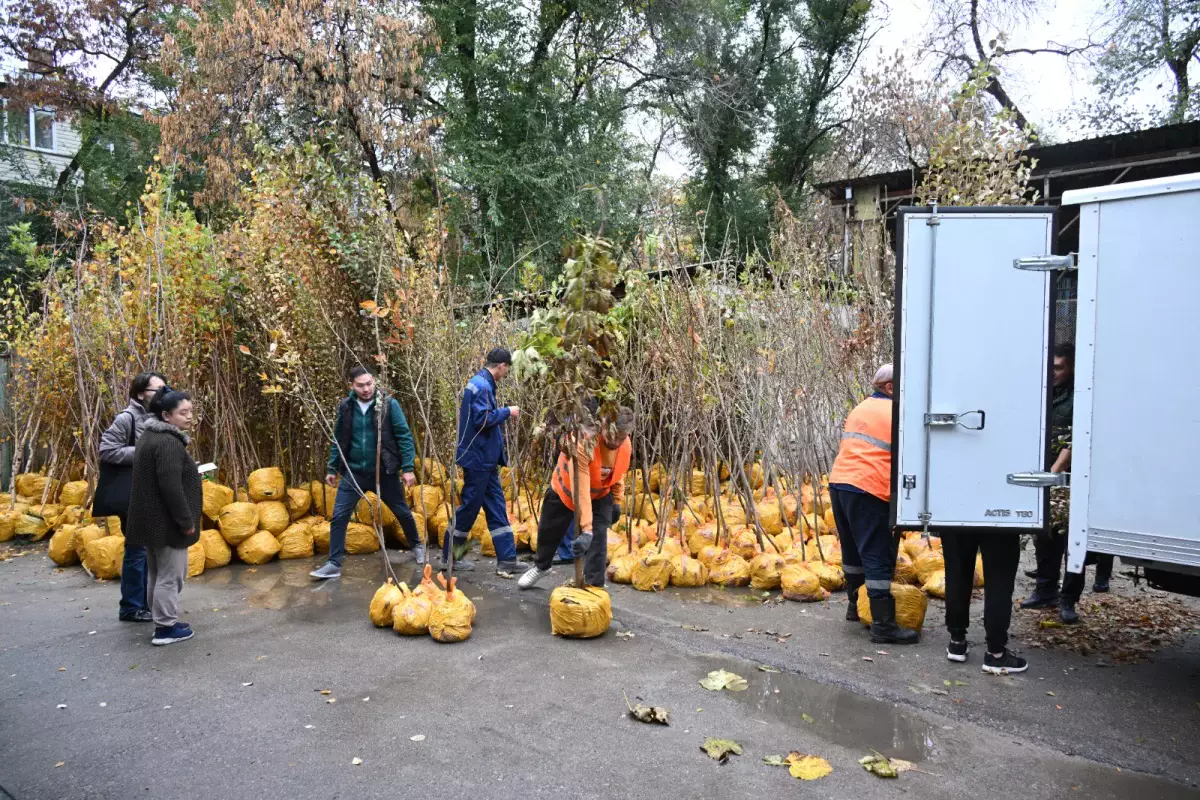 Акция «Зеленый двор»: где можно получить бесплатные саженцы алматинцам