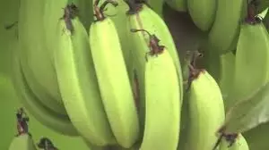 Бананның да бананы бар