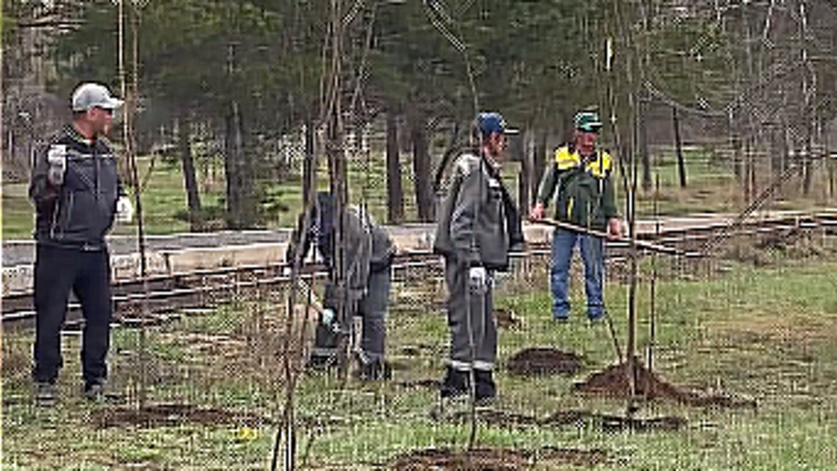 Қарағандыдағы орталық саябаққа алма көшеттері отырғызылды