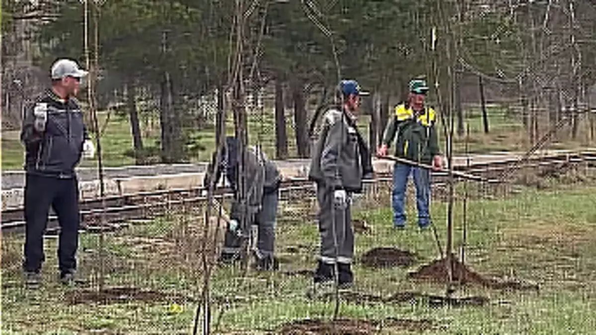 Қарағандыдағы орталық саябаққа алма көшеттері отырғызылды