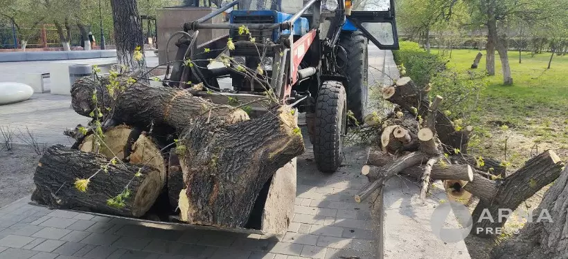 На спил деревьев в парке Победы и на Арбате обратила внимание семейчанка