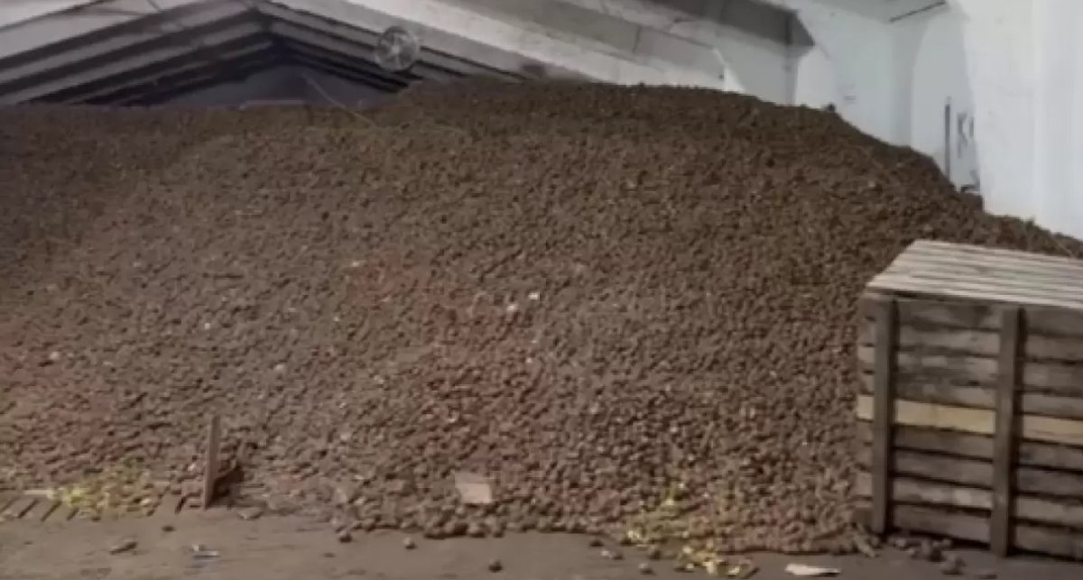 СҚО-да 115 теңгелік арзан картоп та өтпей қалды