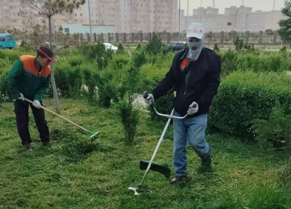 Озеленители Актау: Удаляем траву и сорняки только в лунках деревьев - новости на Lada.kz 23.04.2025