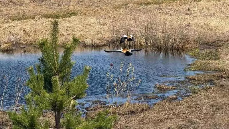 В Абайской области замечены редкие красные утки — огари