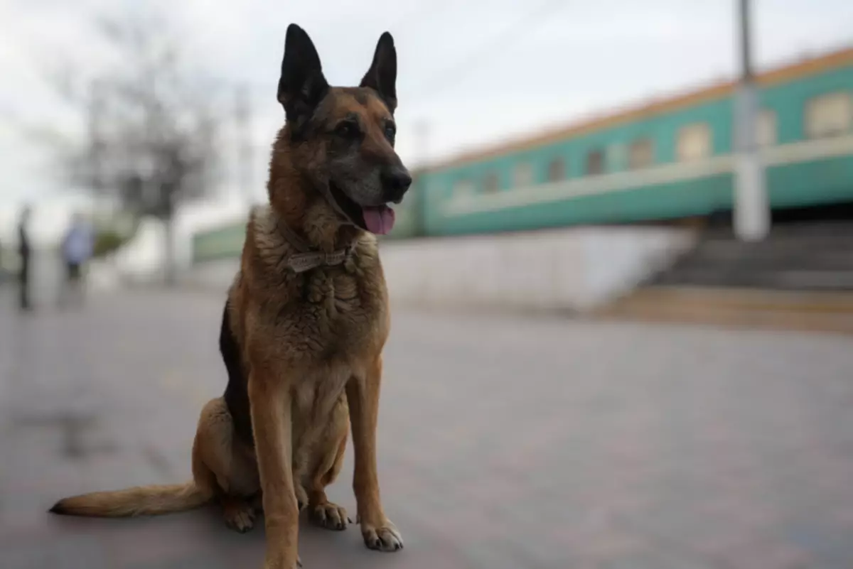 Служебная собака в Актау учуяла в организме человека наркотик уже после его употребления - новости на Lada.kz 24.04.2025