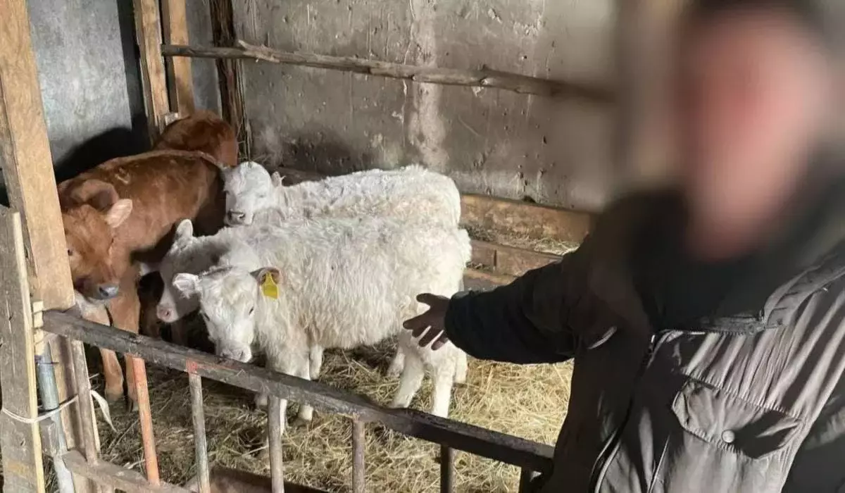 У фермера из-под носа десятками похищали породистый скот в СКО