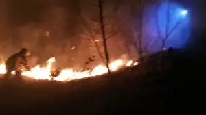 Үй алдында шөп өртегендер айыппұл арқалайды