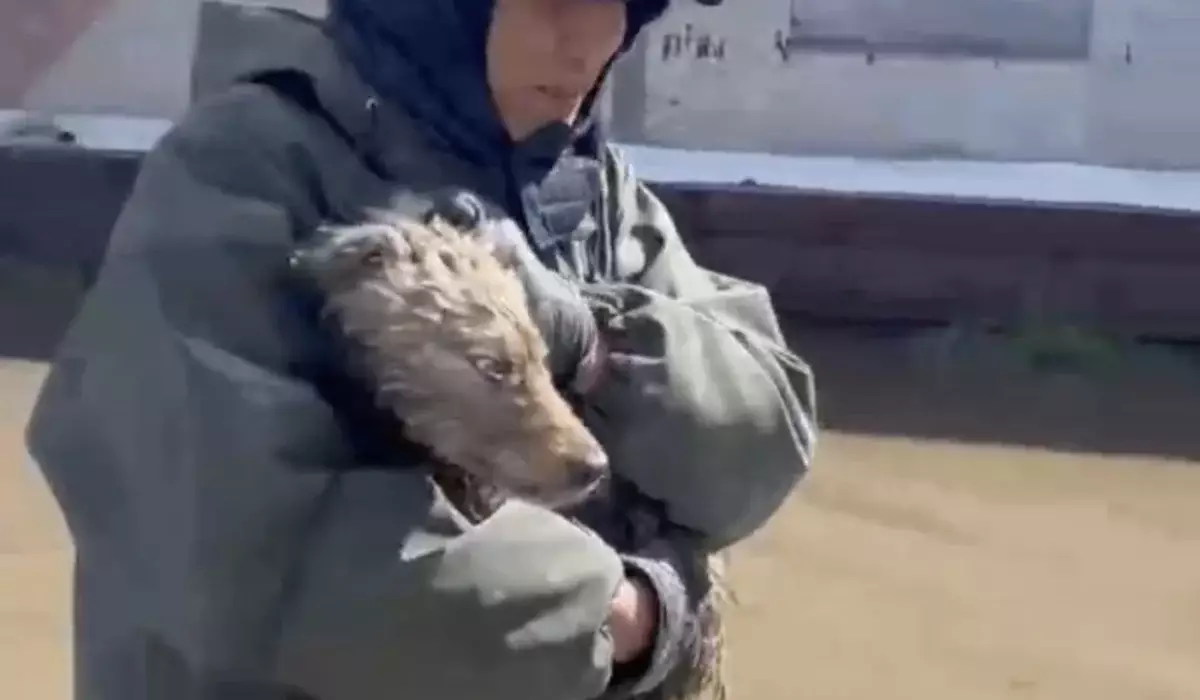 СҚО-да құтқарушылар су басқан үйлердің жануарларын құтқарып жатыр (ВИДЕО)