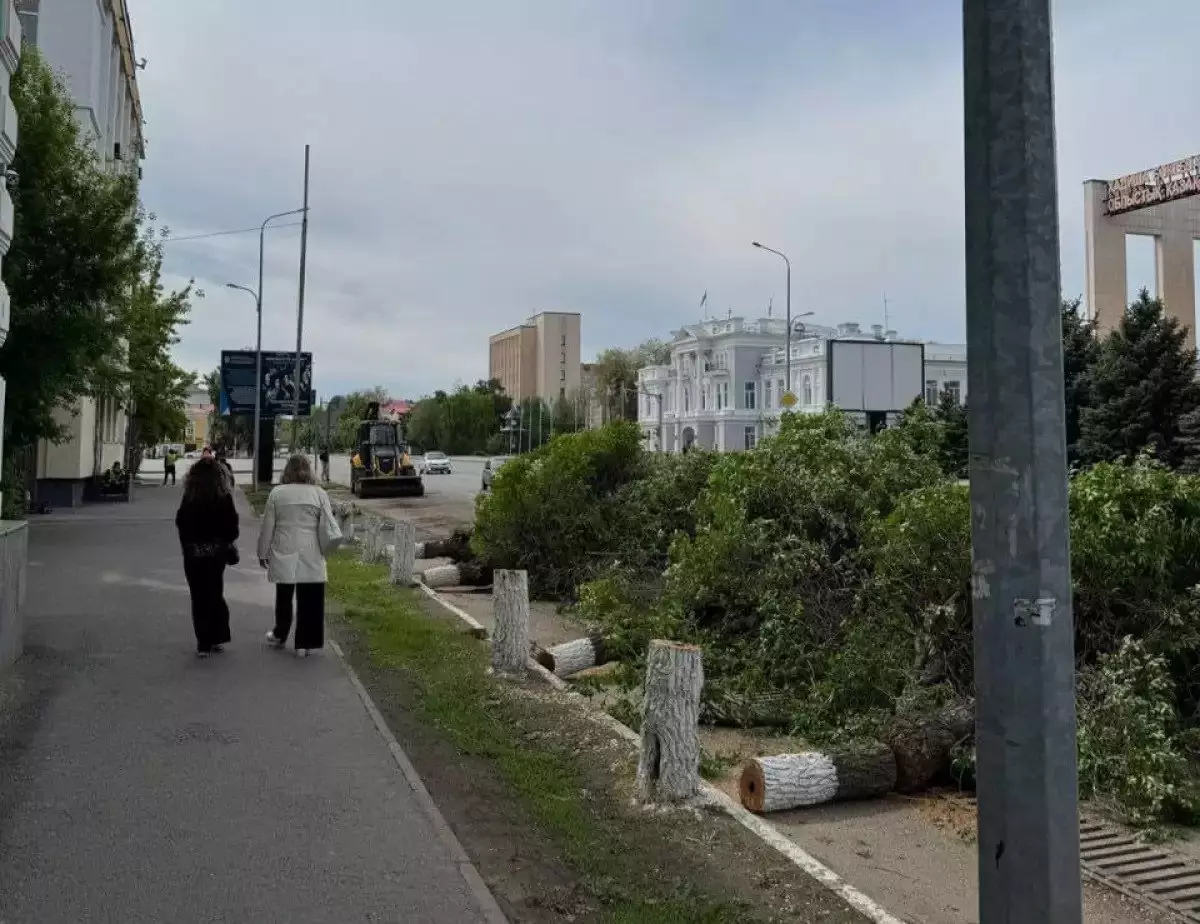 Оралда сап-сау ондаған ағашты отап, орнына жаңасын екпекші