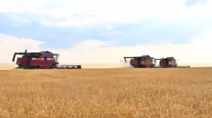 Еліміздегі егіс алқабының көлемі ұлғаяды