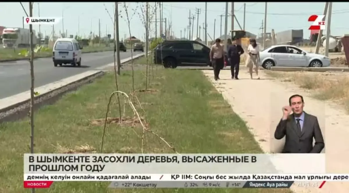 Сухие палки вместо чинар: почему в Шымкенте сохнут деревья?