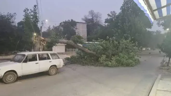 Один человек погиб в результате падения дерева в Ташкенте