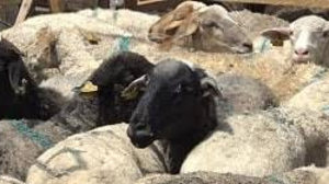 ҚМДБ Құрбан айттың ресми басталу күнін жариялады