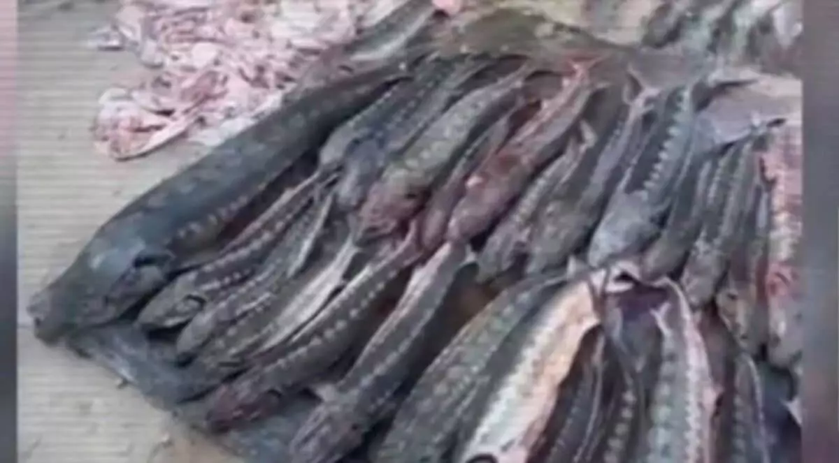 Более полутонны осетровой рыбы изъяли у жителя Жанаозена (ВИДЕО)