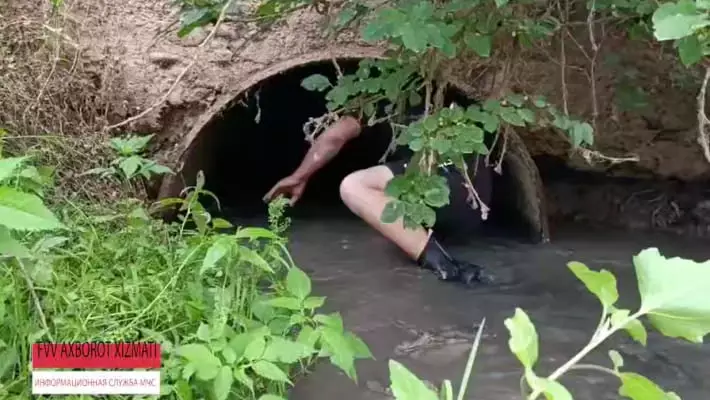В Намангане взрослого быка занесло в ирригационную трубу