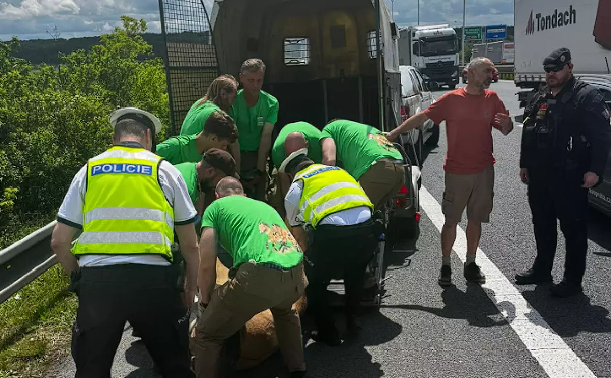 Жеребец сорвал операцию по перевозке в Казахстан