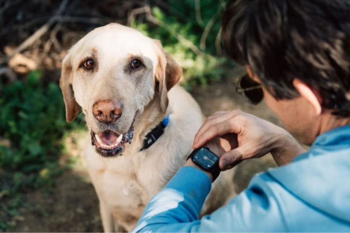 Ошейник с ИИ для собак теперь совместим с Apple Watch