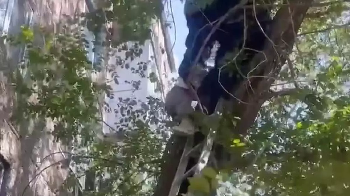 В Экибастузе девушка оказалась на третьем этаже дерева (видео)