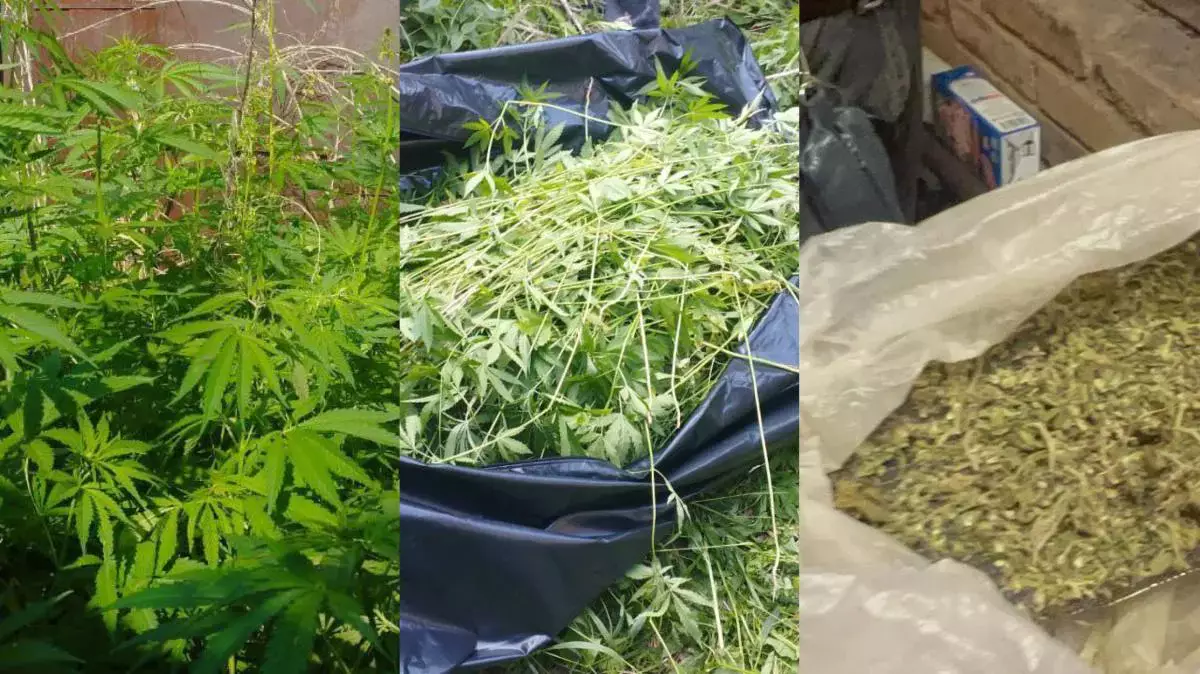 В Акмолинской области изъяли более 900 кустов конопли