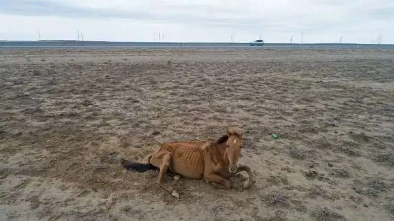 Засуха привела к массовой гибели скота в Туркестанской области