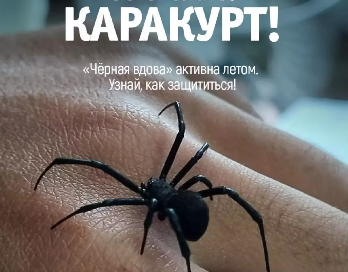 Каракурт в Мангистау! Жителей предупреждают о смертельно ядовитом пауке - новости на Lada.kz 17.06.2025