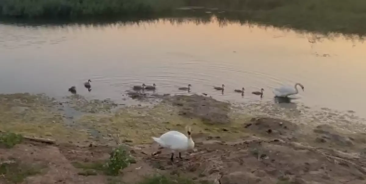 Семью лебедей сняли на видео на Малом Талдыколе в Астане