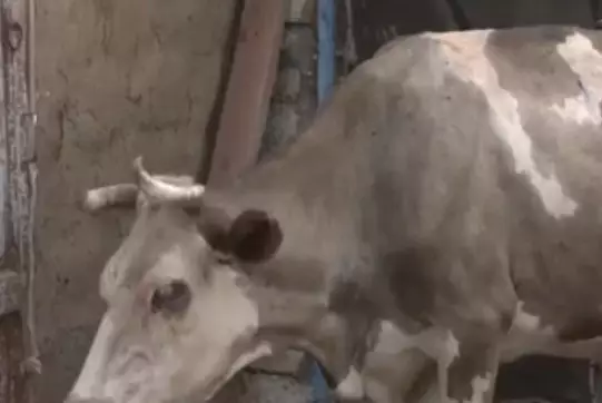 Скот массово гибнет в ЗКО из-за неизвестной болезни