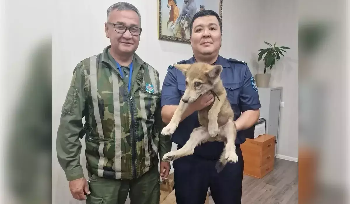 Астанада қасқырдың бөлтірігін сатпақ болған адам ұсталды