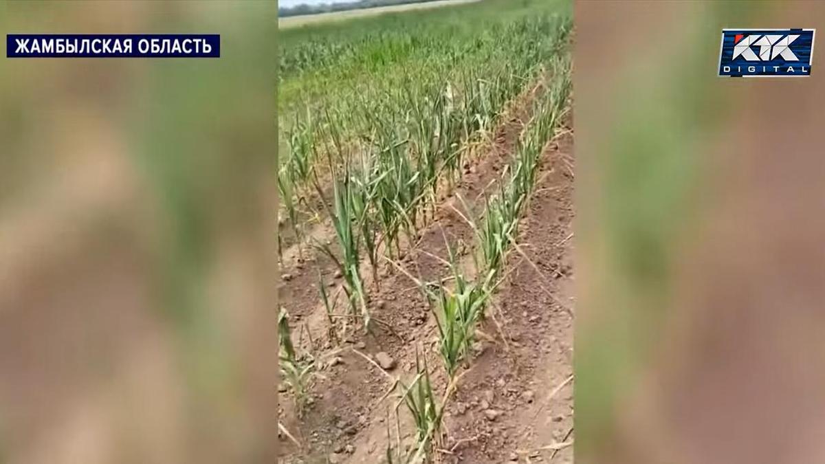 Фермеры в Жамбылской области опровергли заявление о полном обеспечении водой, назвав его ложью.