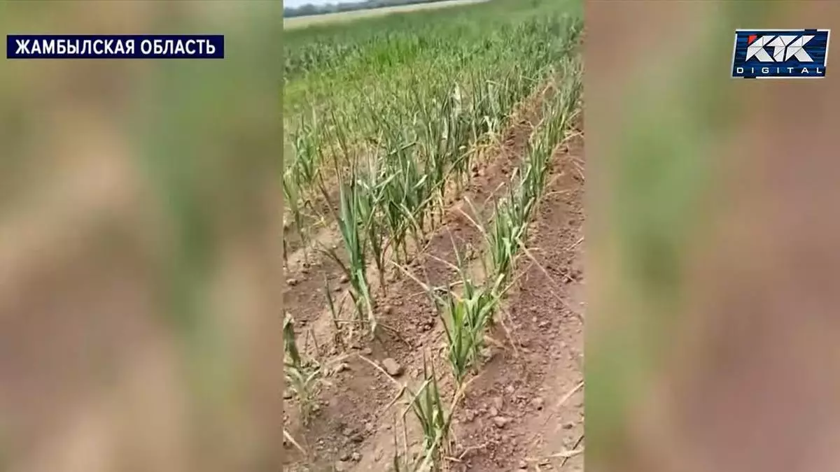 Фермеры в Жамбылской области опровергли заявление о полном обеспечении водой, назвав его ложью.