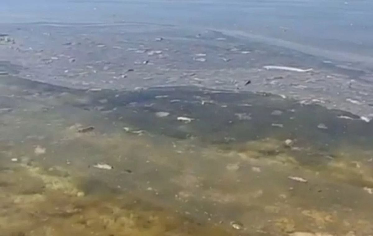 Побережье Актау превратилось в зловонную лужу