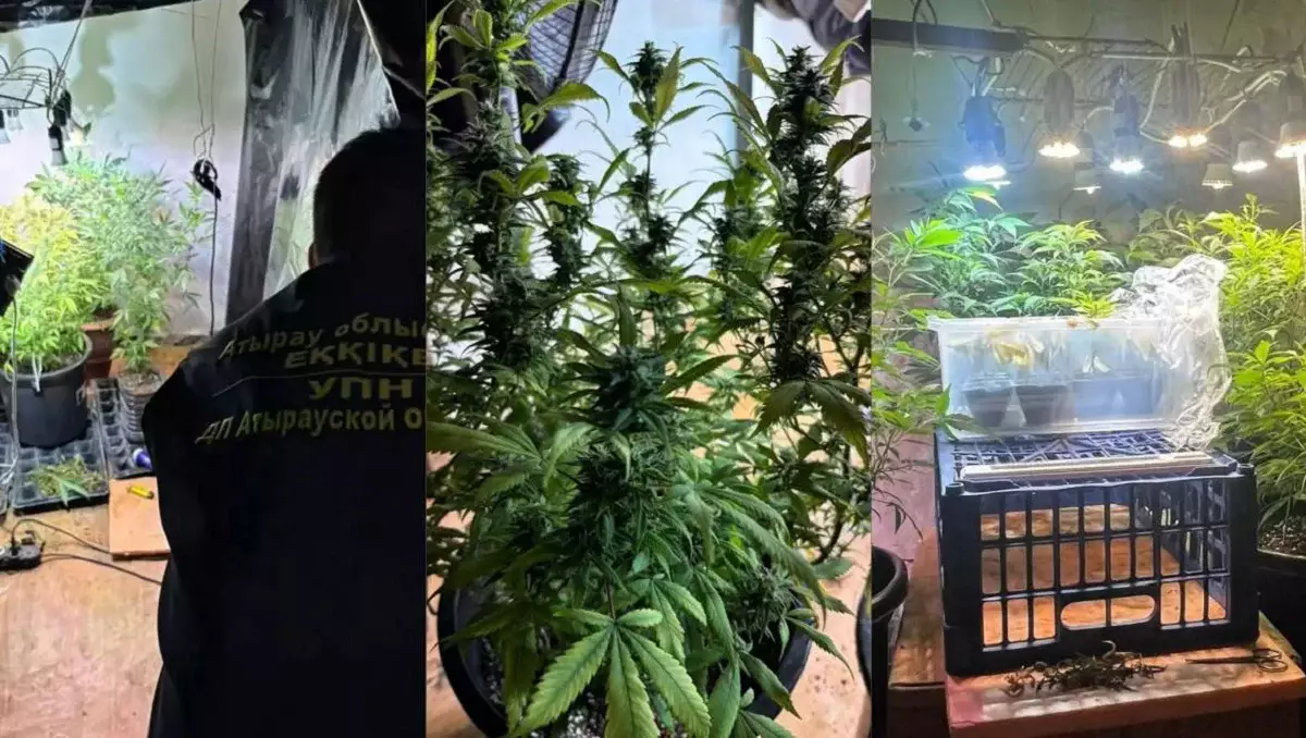 Атырауда есірткі өсіретін фитозертхана анықталды