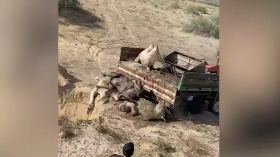 Атырау облысында белгісіз аурудан түйелер жаппай қырылуда