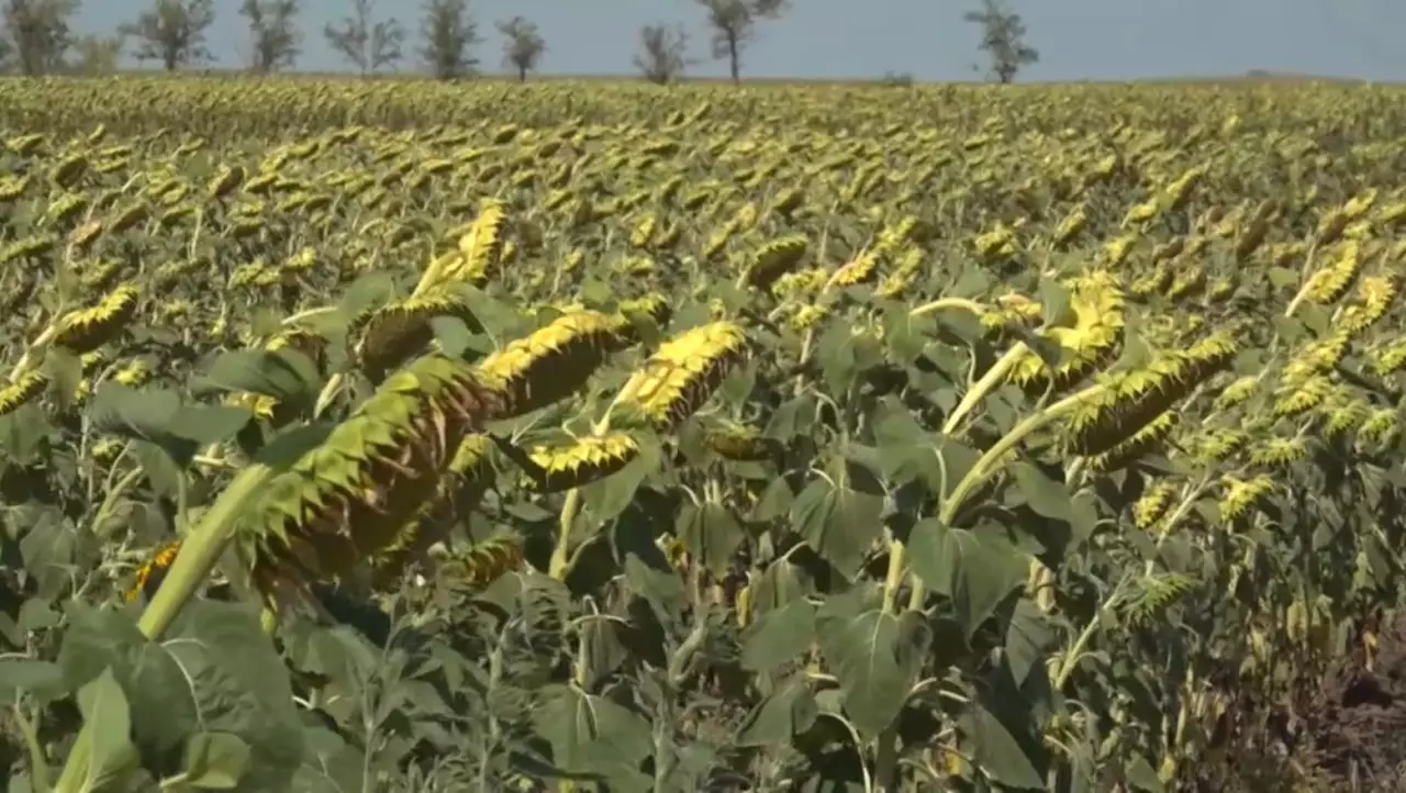 Агросектор: бес айда өнім көлемі 4% өсті