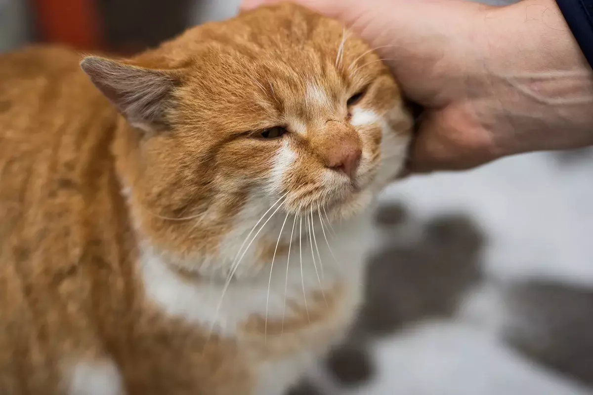 Почему кошка мурлычет: что говорят эксперты