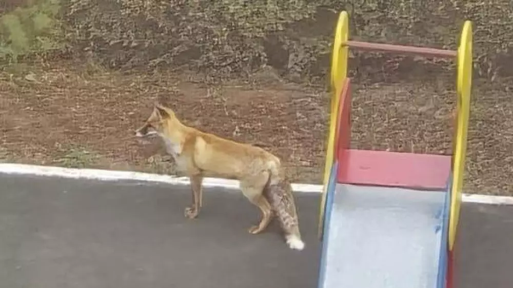 Жители Астаны заметили лису во дворе рядом с Ботсадом