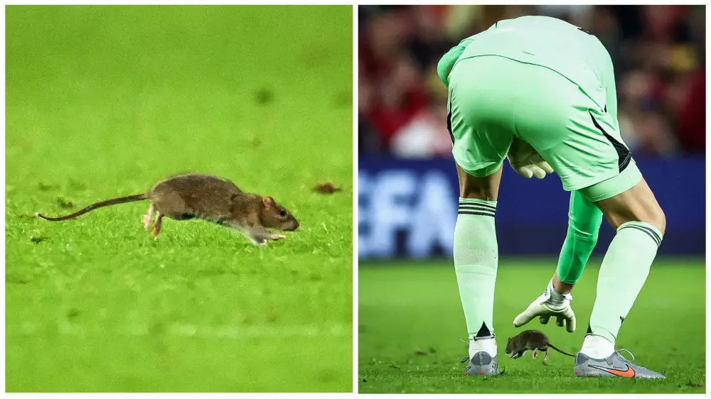 Матч отборочного тура ЧМ  Уэльс — Бельгия приостановили из-за крысы