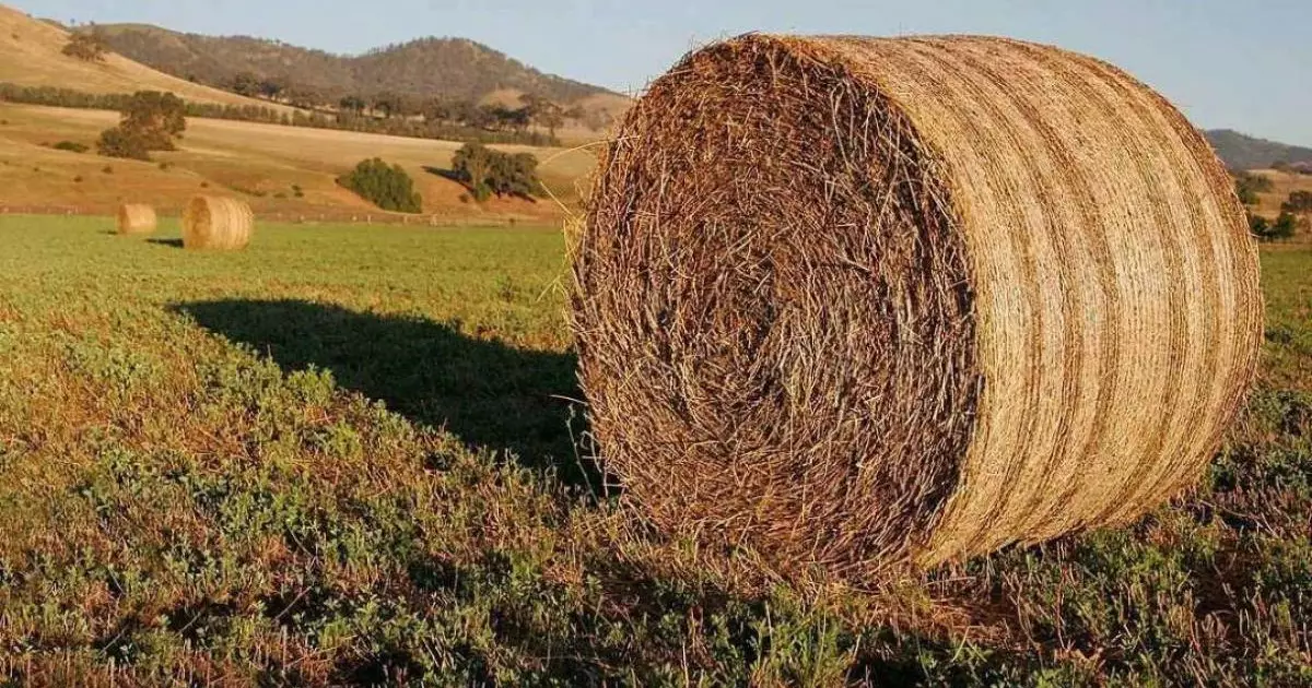  Қазақстанда 37,8 млн тонна мал азығы дайындалды 