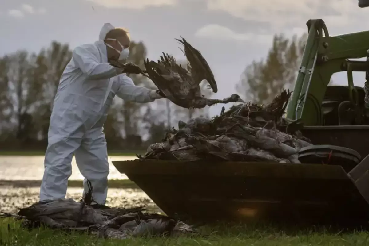 Германии грозит дефицит яиц: птичий грипп уничтожил более 200 тысяч птиц